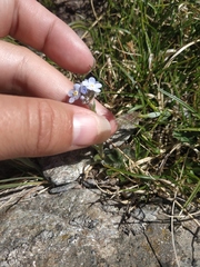 Eritrichium caucasicum