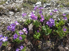 Primula amoena