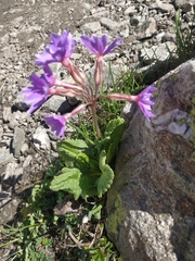 Primula amoena