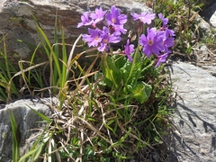 Primula amoena