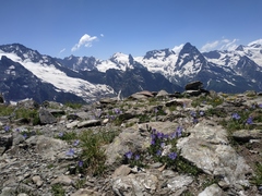 Campanula tridentata
