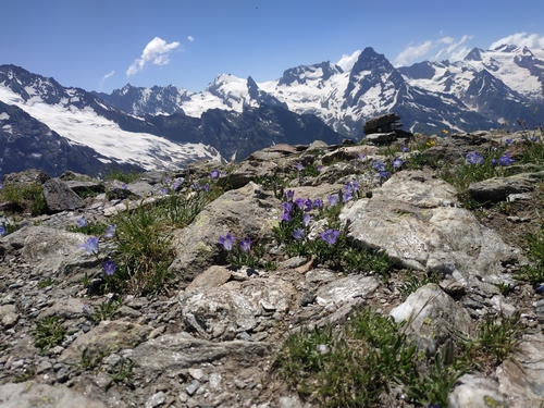Campanula tridentata