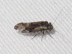 Loensia moesta