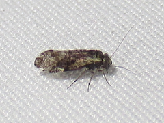 Loensia moesta