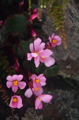 Begonia tafiensis
