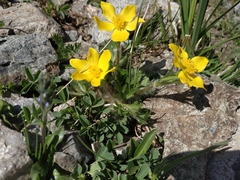 Anemonastrum speciosum