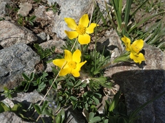 Anemonastrum speciosum