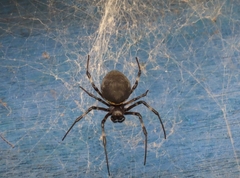 Nephilingis cruentata