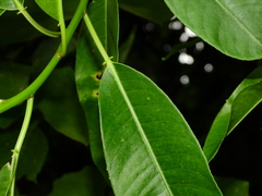 Sapium glandulosum