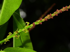 Sapium glandulosum