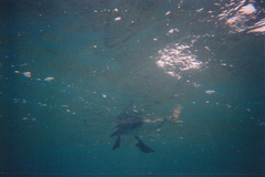 Phalacrocorax nigrogularis