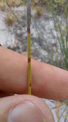 Cannomois arenicola (Cannomois arenicola)