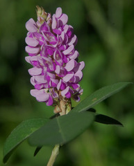 Grona heterocarpos strigosa