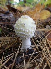 Amanita chrysoblema
