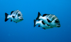 Plectorhinchus playfairi