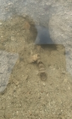 Yongeichthys nebulosus