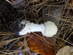 Amanita chrysoblema