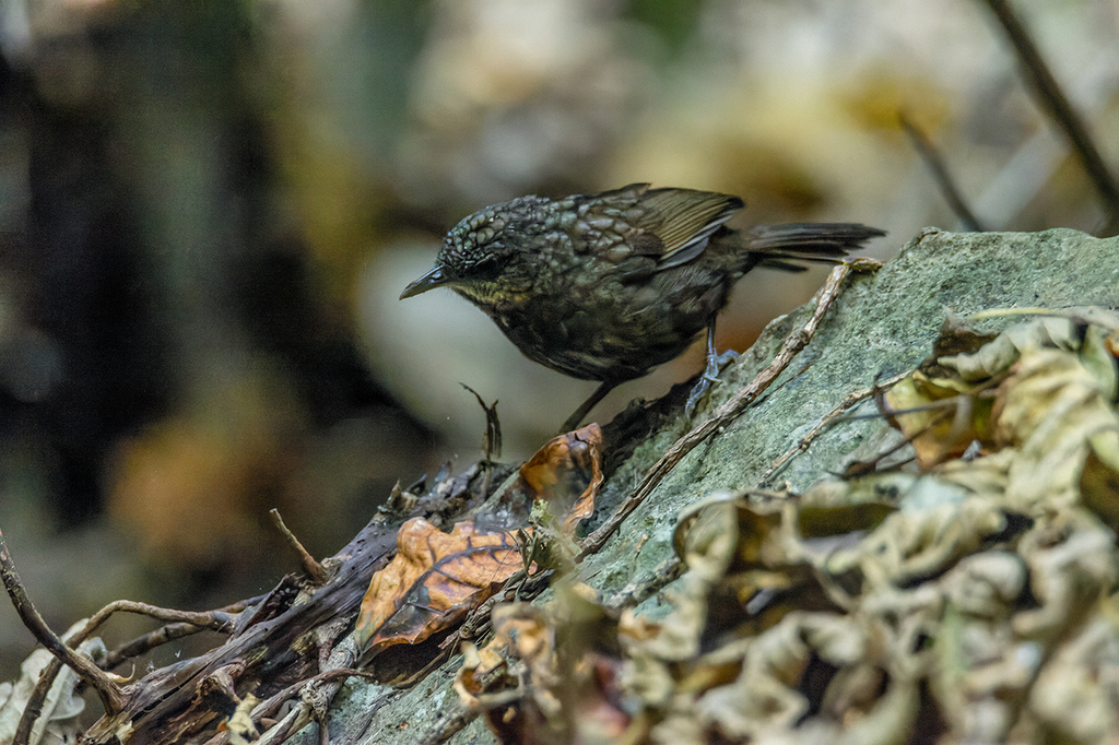 Variable Limestone Babbler photo