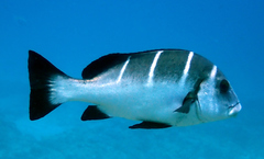 Plectorhinchus playfairi