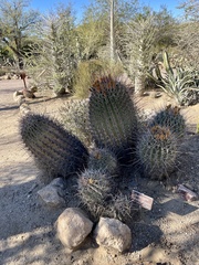 Ferocactus emoryi rectispinus