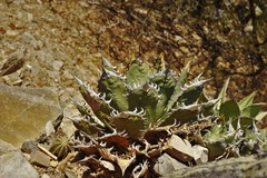 Agave oteroi