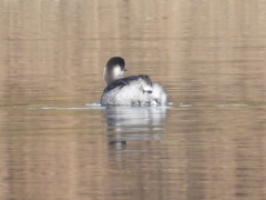 Podiceps nigricollis