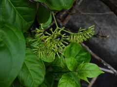 Myriopus