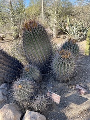 Ferocactus emoryi rectispinus