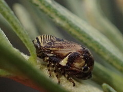 Clastoptera lineatocollis