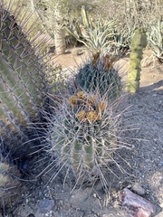 Ferocactus emoryi rectispinus