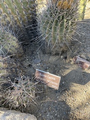 Ferocactus emoryi rectispinus