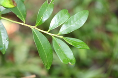 Erythroxylum emarginatum