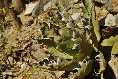 Agave oteroi