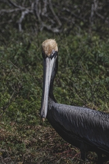 Pelecanus occidentalis
