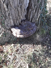 Ganoderma pfeifferi