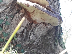 Ganoderma pfeifferi