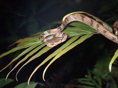 Pareas chinensis