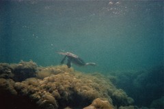 Phalacrocorax nigrogularis