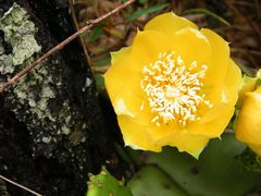 Opuntia mesacantha