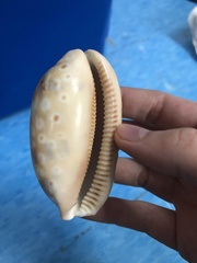 Macrocypraea zebra