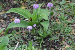 Primula denticulata sinodenticulata