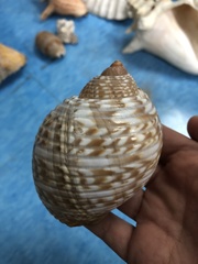 Tonna pennata