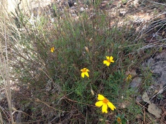 Tagetes linifolia