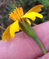 Tagetes linifolia