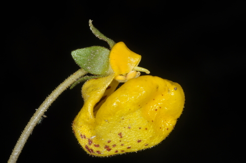Calceolaria polyrhiza (Calceolaria polyrhiza)