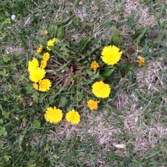 Taraxacum officinale