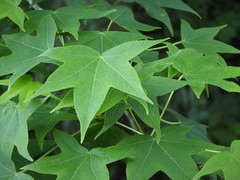 Liquidambar styraciflua image