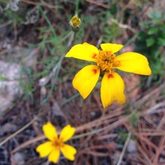 Tagetes linifolia
