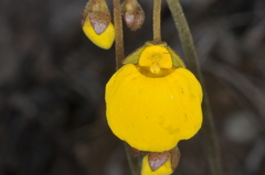 Calceolaria filicaulis