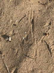 Dasymutilla nocturna